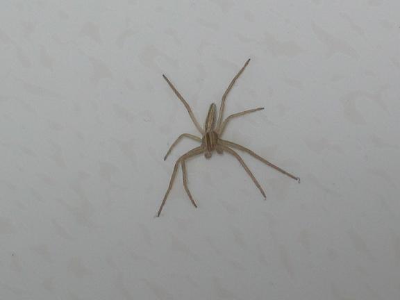 Tibellus sp. maschio